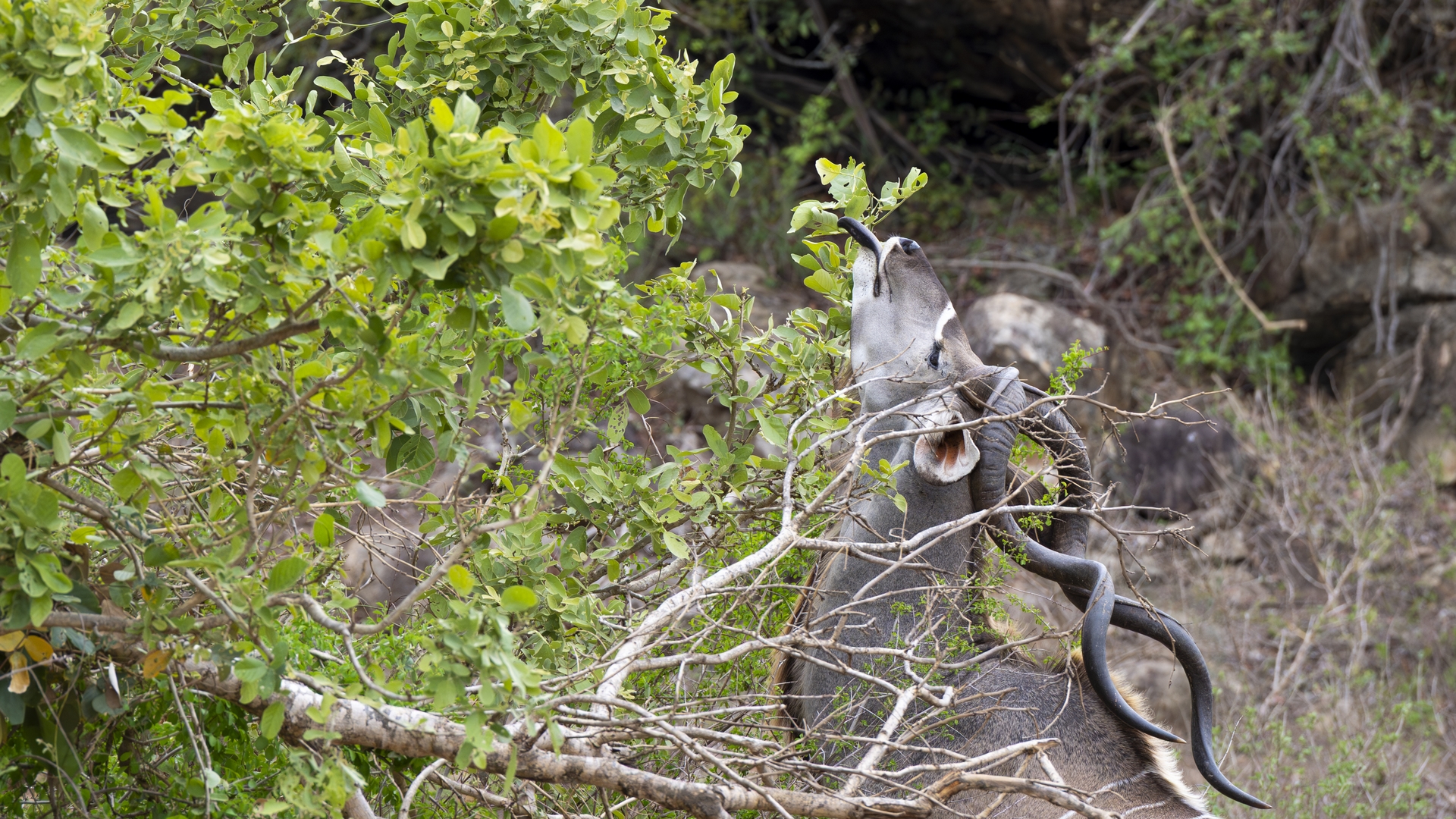 Kruger25 2025 10 28 12 22 39 ILCE 9M3 426
